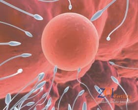 Zoi Fertility Clinic