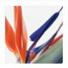 Compare Reviews, Prices & Costs of Platelet Rich Plasma (PRP) Injection in United Kingdom at The Marcia Harewood Practice | M-UN2-29