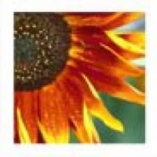 The Marcia Harewood Practice