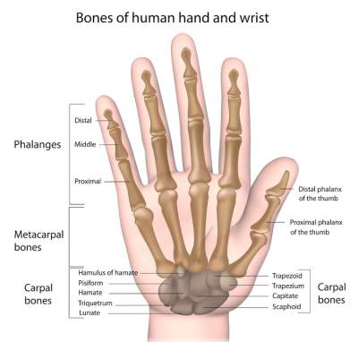 Bones of the Hand and Wrist