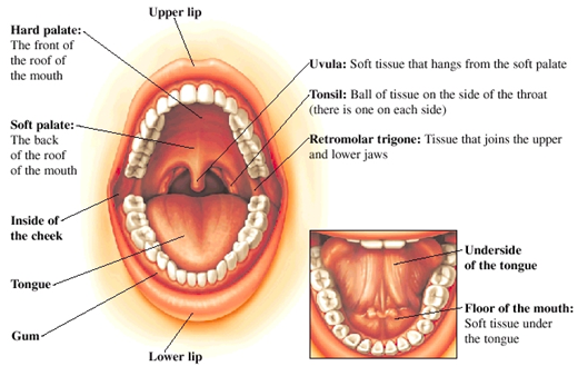 Different Types of Oral Cancer