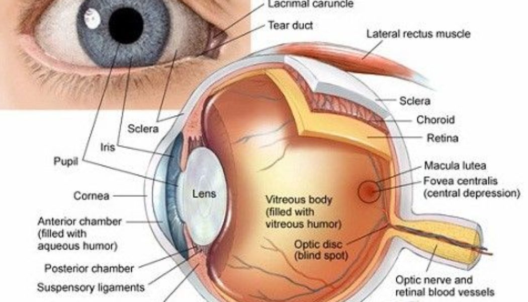 Eye Anatomy: Cornea and Iris