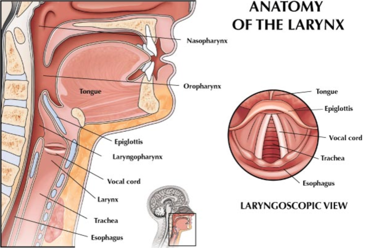 Anatomy of the Larynx