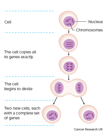 How Chemotherapy Works