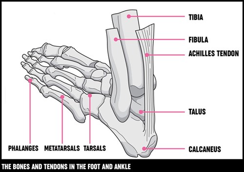 The Bones and Tendons in the Foot and Ankle