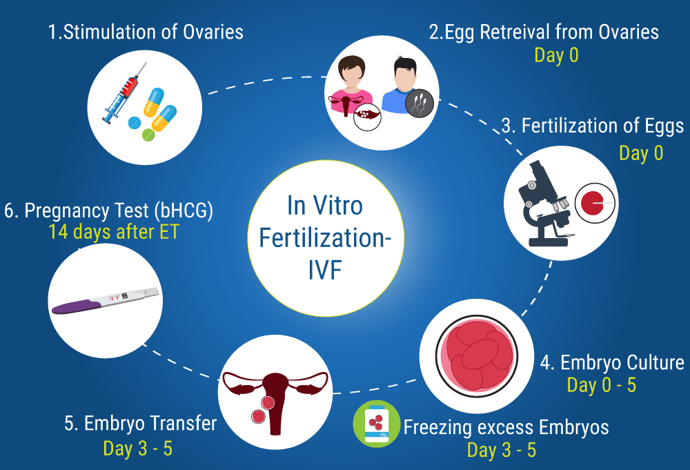 Phases of IVF
